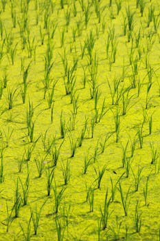 Algae (nacha/paaku) management in paddy