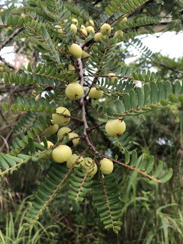 NA-7 amla (Indian gooseberry)