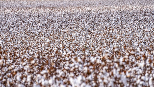 Amrit Pattern cotton planting (Yavatmal style)