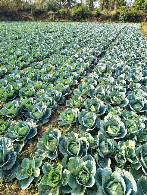 Andhra Pradesh State Horticulture Mission (APSHM)