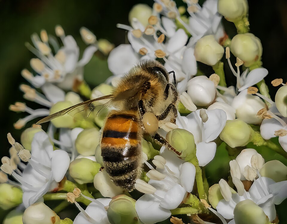 Apis mellifera (European honeybee)