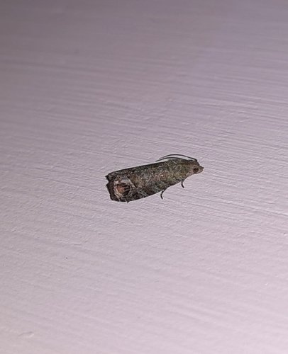 Codling moth larva tunnelling in apple fruit