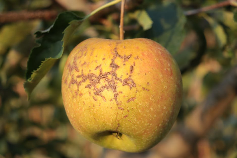 Apple fire blight - shoot strike with shepherd's crook