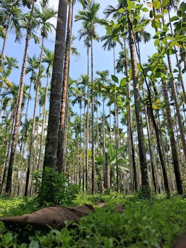 Areca-under-coconut intercrop system