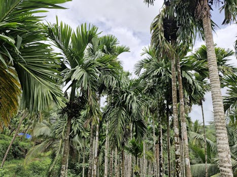 Mohit Nagar arecanut