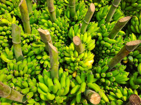 Banana bunch staking