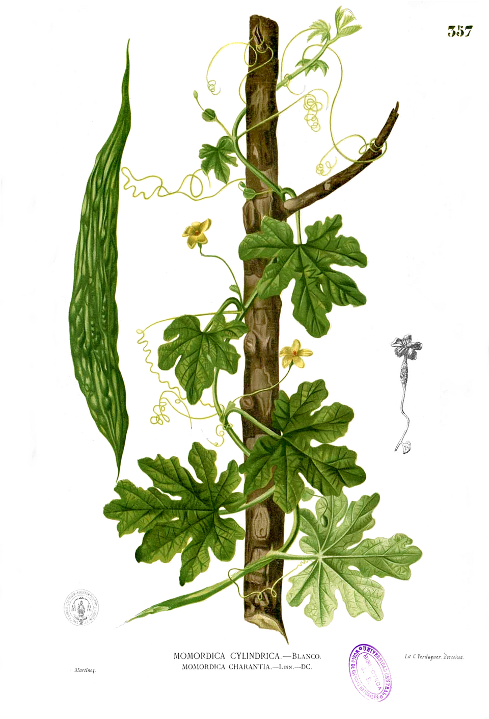 Bitter gourd (Momordica charantia)