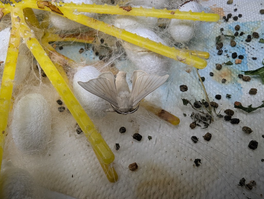 Bivoltine silkworm (Bombyx mori BV hybrid)