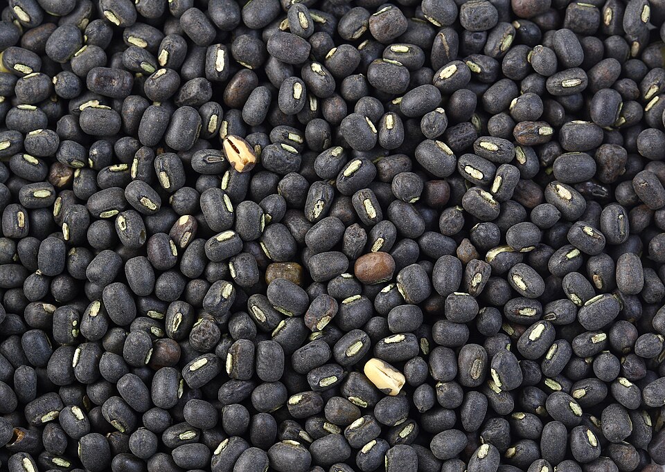 Blackgram (Vigna mungo)