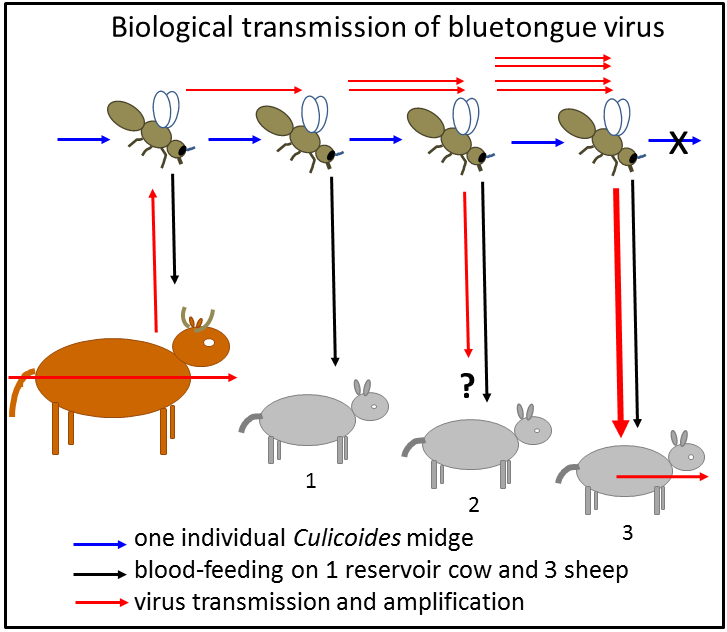 Bluetongue virus in sheep