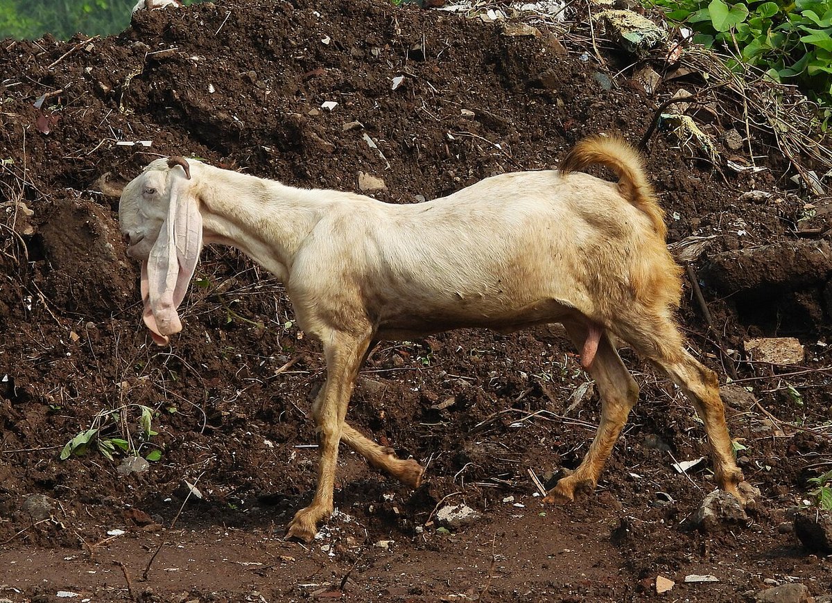 Boer goat