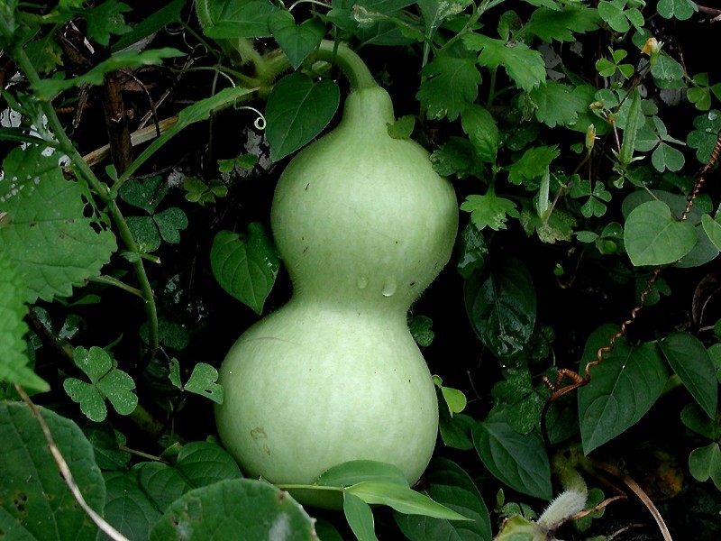 Bottle gourd (Lagenaria siceraria)