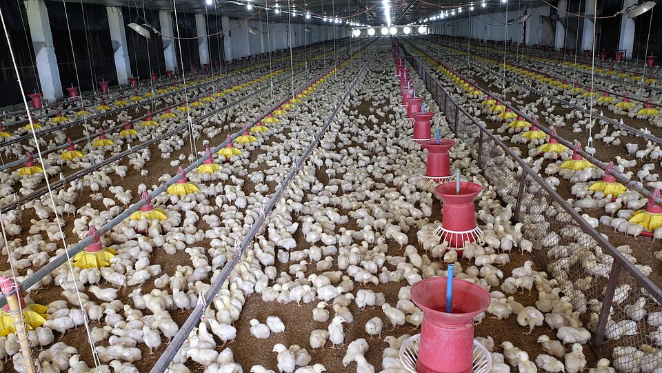 Broiler chicken