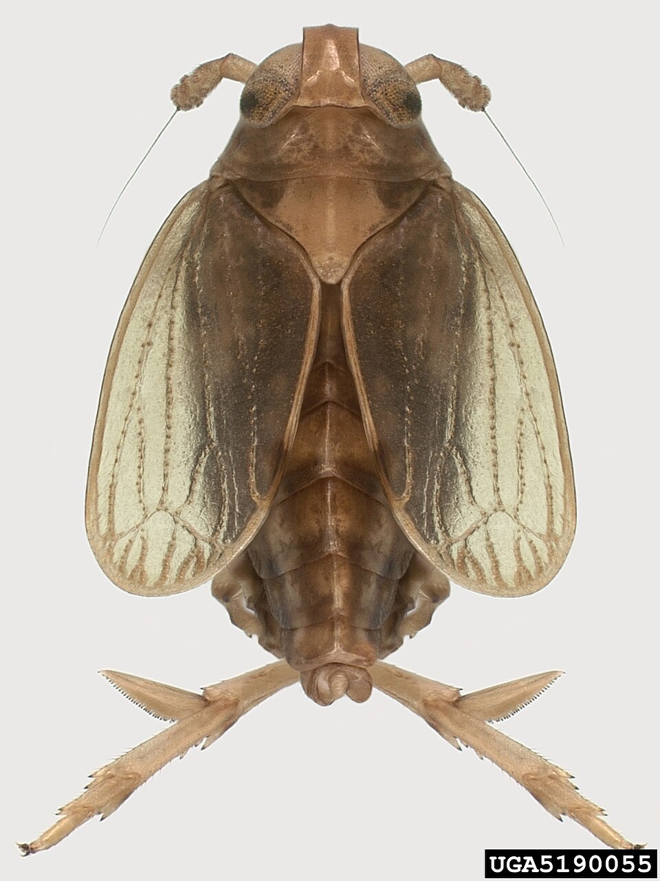 Brown planthopper (BPH / sudidoma) in paddy