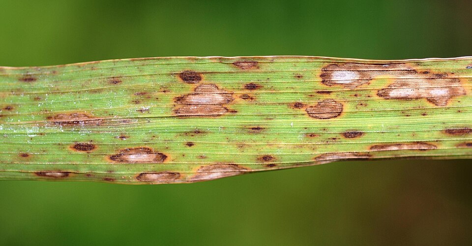 Brown spot in paddy