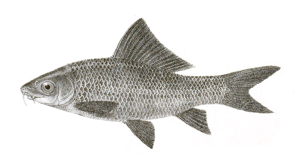 Calbasu (Labeo calbasu)