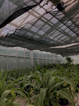 Capsicum (Shimla Mirchi) under polyhouse / shade-net