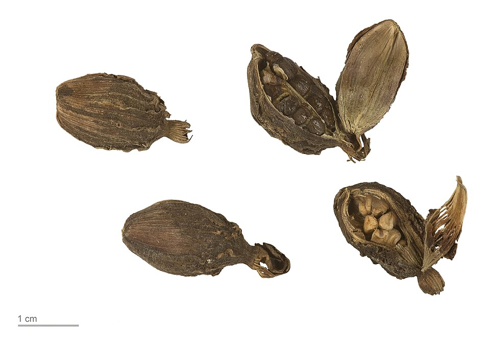 Cardamom curing, drying and size grading