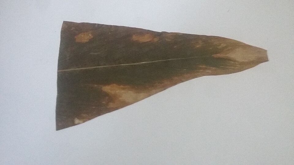 Cardamom leaf blight (Phyllosticta / Colletotrichum)