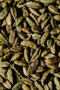 Cardamom rhizome/root rot (Pythium, Rhizoctonia)