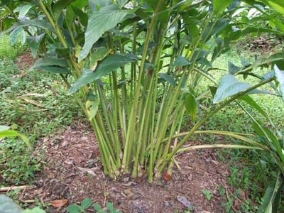 Small cardamom (Elettaria cardamomum)