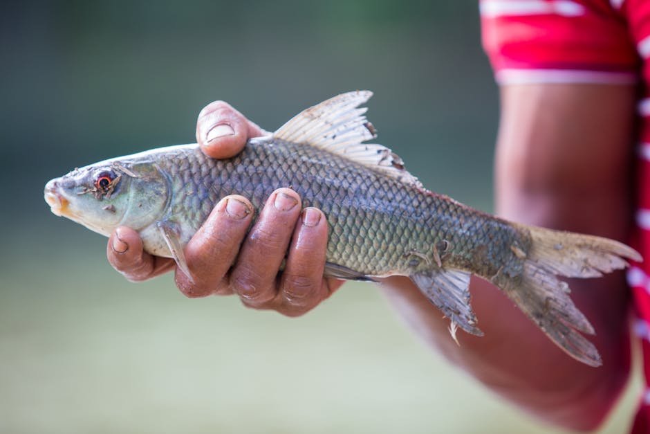 Carp parasites - Argulus and anchor worm (Lernaea)