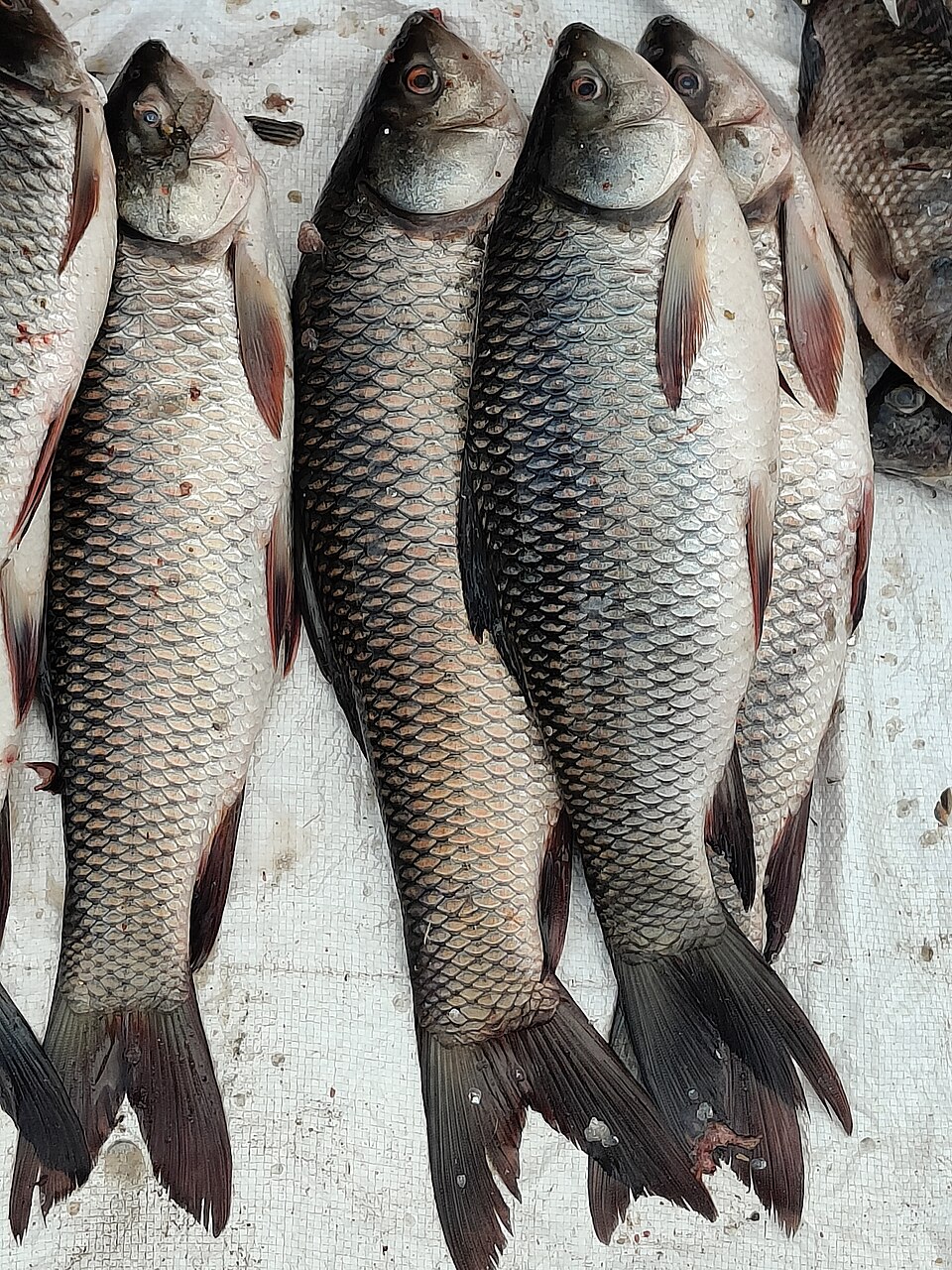 Indian major carp polyculture (rohu, catla, mrigal, grass carp)