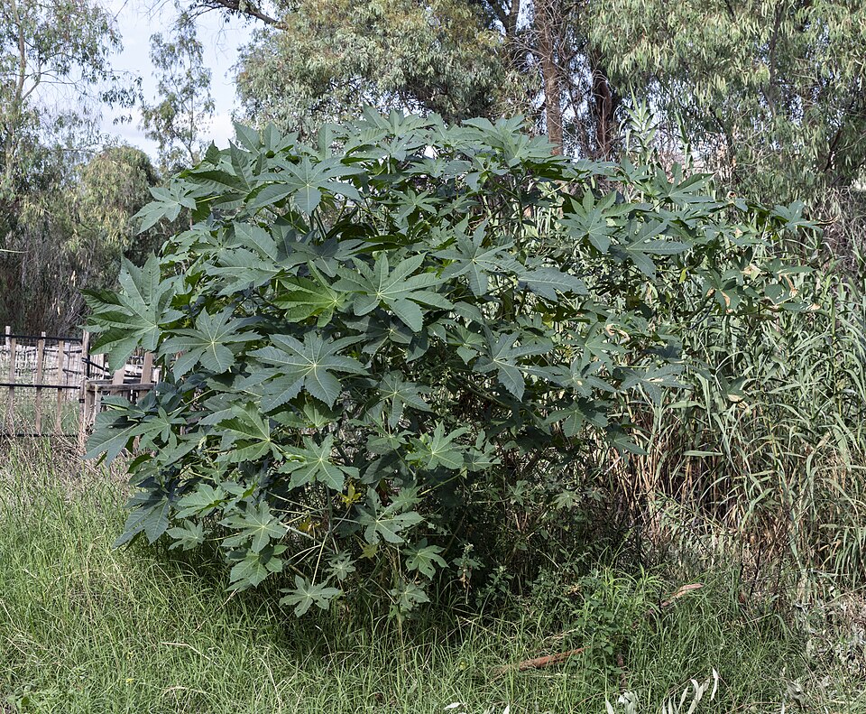 Castor (Ricinus communis)