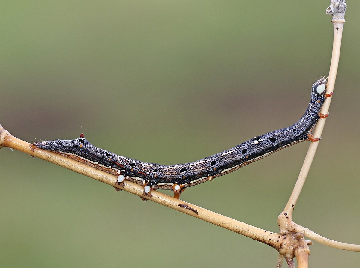 Castor semilooper (Achaea janata)