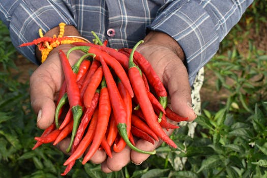 Byadgi-segment chilli (Kaddi)