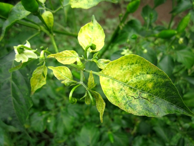 Chilli leaf curl virus complex (begomovirus)