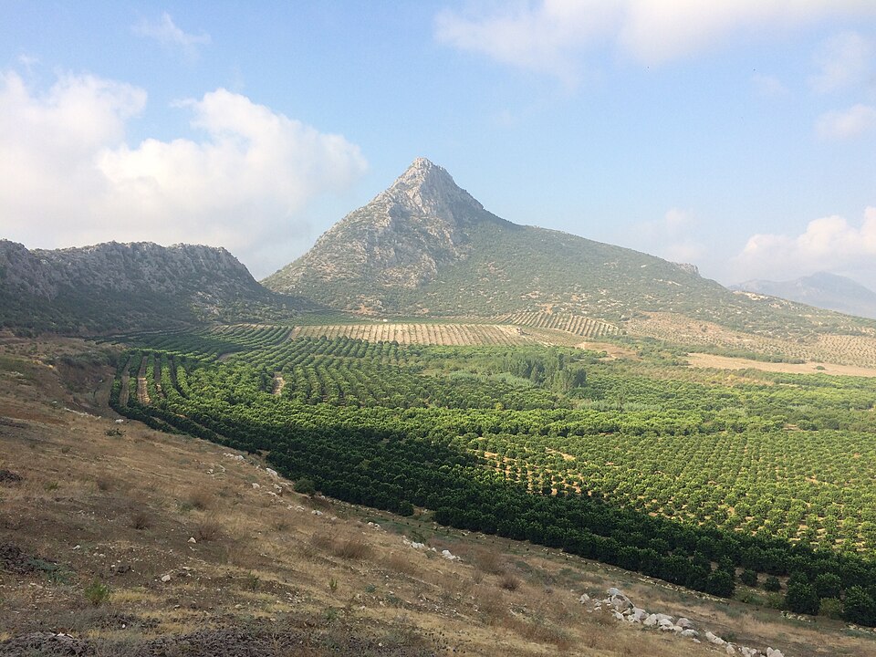 Citrus orchard spacing and canopy-collapse risk