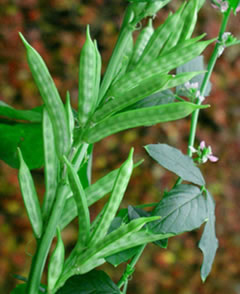 Cluster bean (Cyamopsis tetragonoloba) / Goruchikkudu