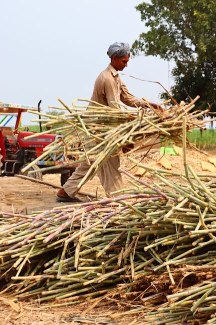 Co 86032 (Nayana) sugarcane