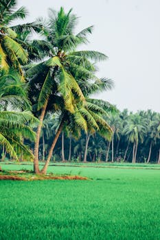 Ceylon Yellow (Siloni) coconut