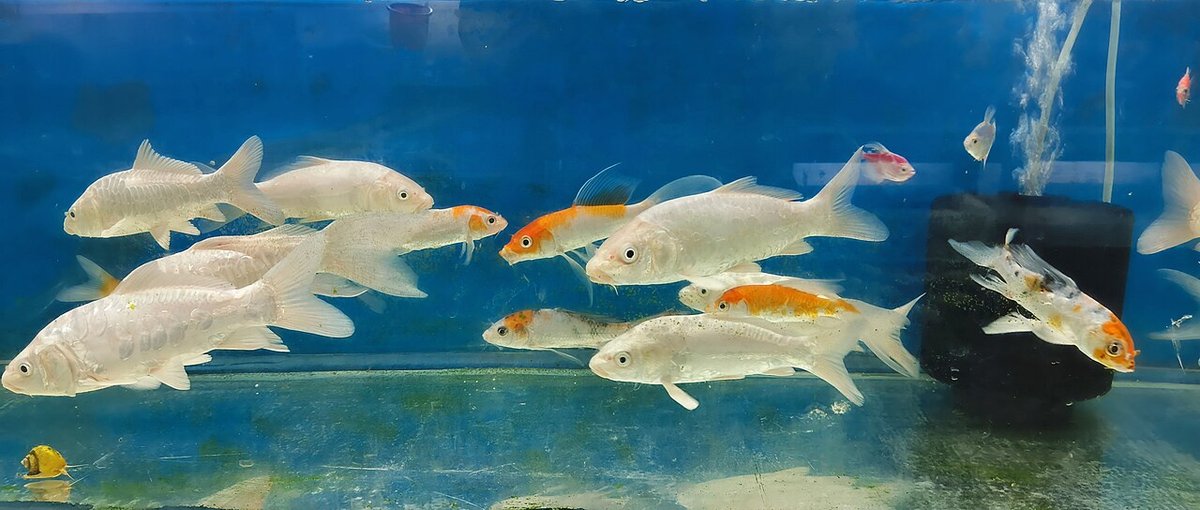 Common carp (Cyprinus carpio)