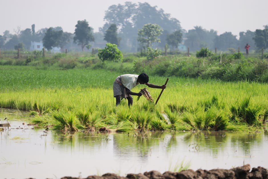 Compartmental bunding (rainfed red soils)