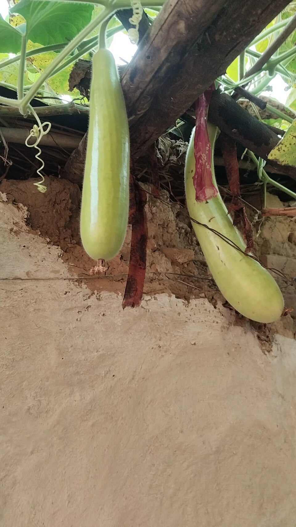 Container / rooftop vegetable farming