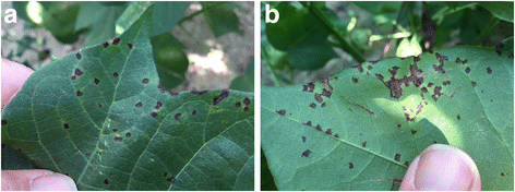 Cotton bacterial blight / leaf yellowing (Xanthomonas citri pv. malvacearum)