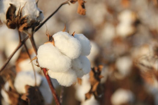 Biostimulants for cotton flower and boll retention
