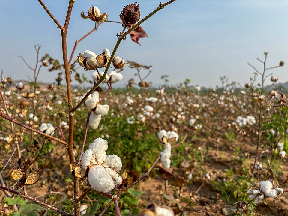 Cotton double-cropping with maize/jowar/wheat
