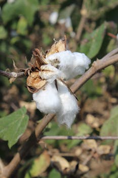 Cotton recovery from herbicide phytotoxicity