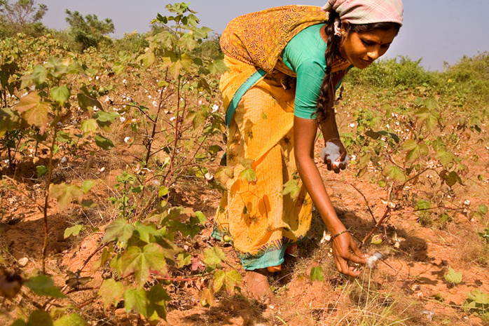 Cotton picking labour and rates