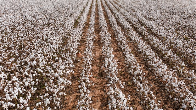 Cotton row and plant spacing options