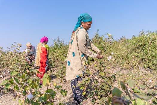 Weed management in cotton