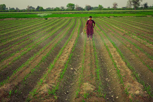 Counterfeit seeds and duplicate pesticides in vegetable farming