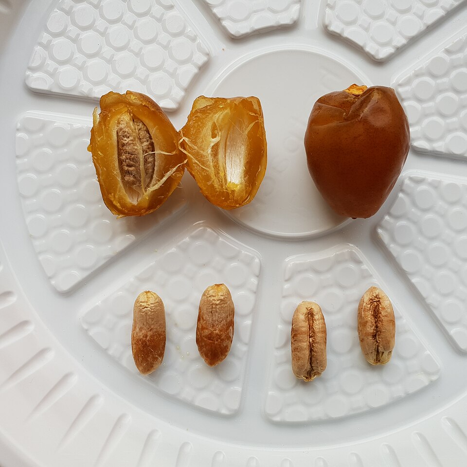 Barhi date palm
