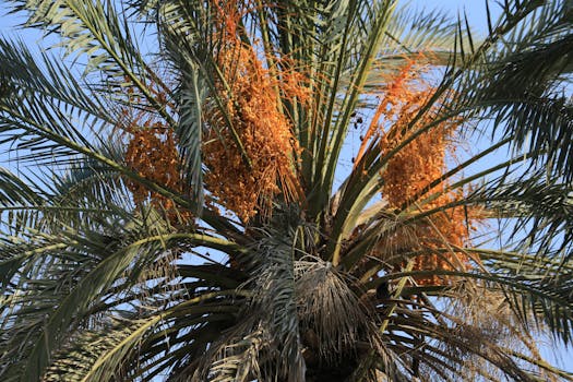 Date palm hand pollination