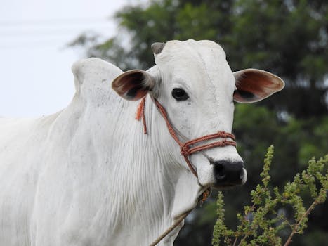 Native (desi) cow in natural farming