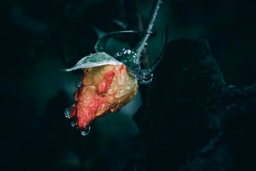 Flower and bud drop in chilli